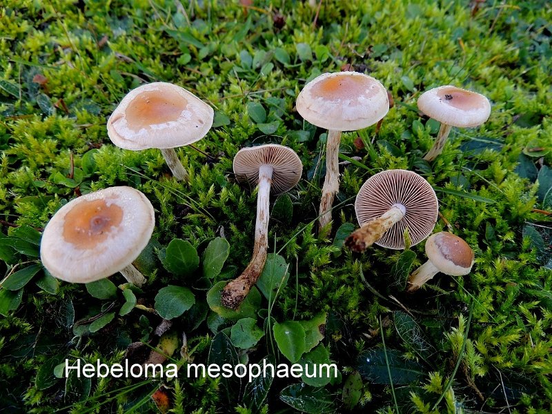 Hebeloma mesophaeum-amf856.jpg - Hebeloma mesophaeum ; Syn: Hylophila mesophaea ; Nom français: Hébélome à centre sombre
